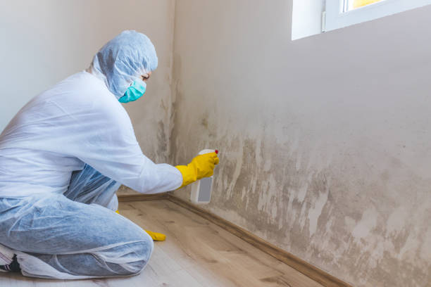 Licensed Mold Remediation service in Holliston, MA - WQB Mold Removal