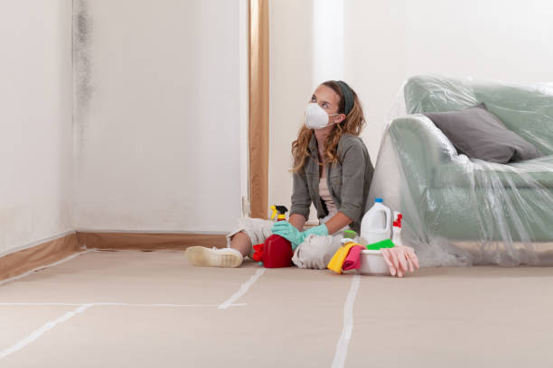 Reliable Mold Remediation contractor in Holliston, MA by WQB Mold Removal